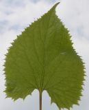 Lunaria rediviva