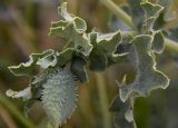 Glaucium flavum
