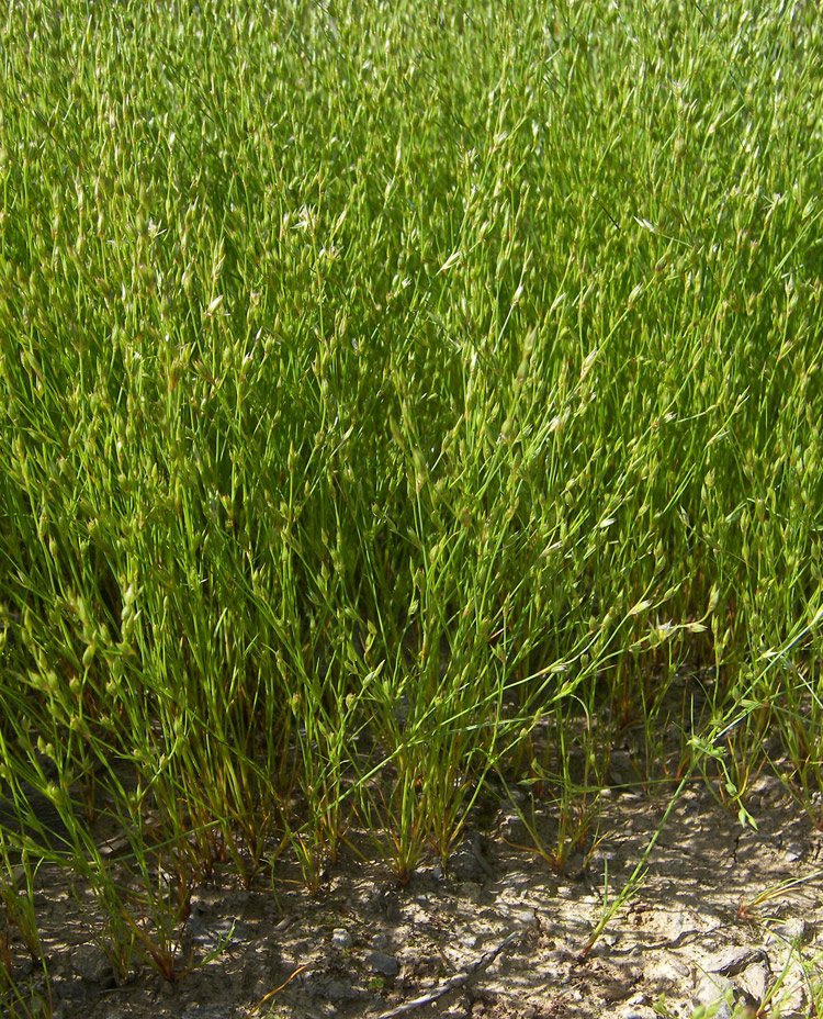Image of Juncus bufonius specimen.