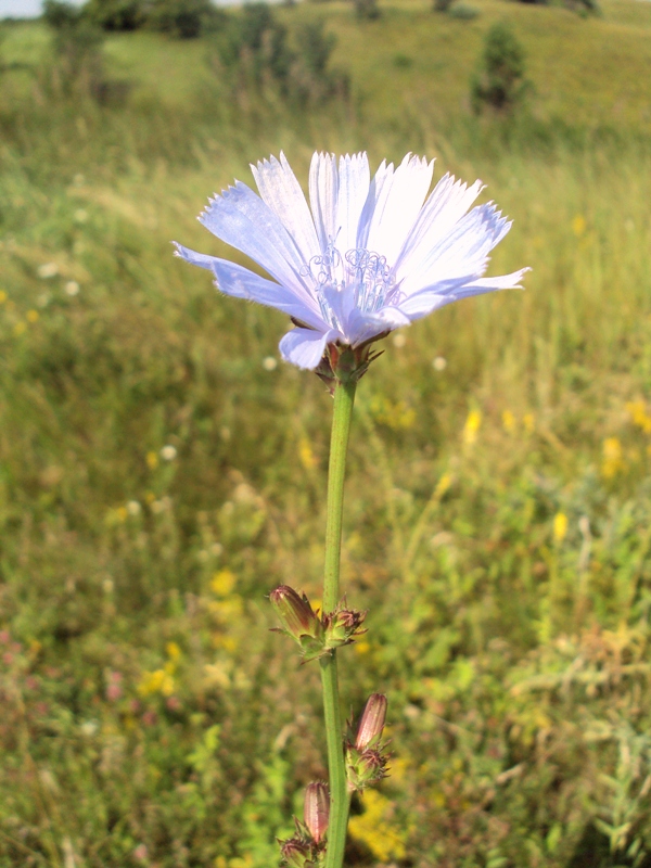 Изображение особи Cichorium intybus.