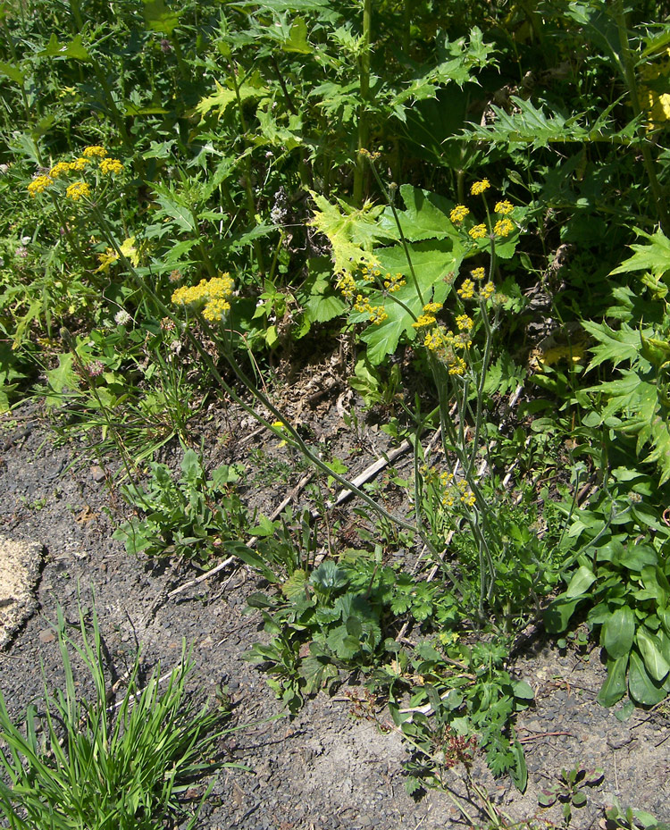 Изображение особи Pastinaca aurantiaca.