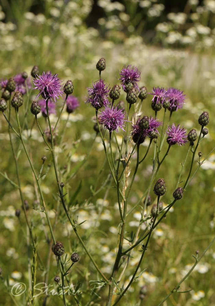 Изображение особи Centaurea adpressa.