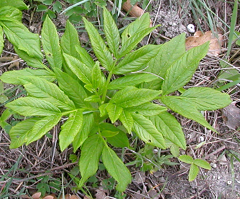 Image of Dictamnus caucasicus specimen.