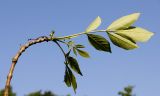 Fraxinus velutina variety coriacea. Верхняя часть веточки с молодым побегом (у листьев видна их нижняя сторона). Германия, г. Дюссельдорф, Ботанический сад университета. 03.06.2014.