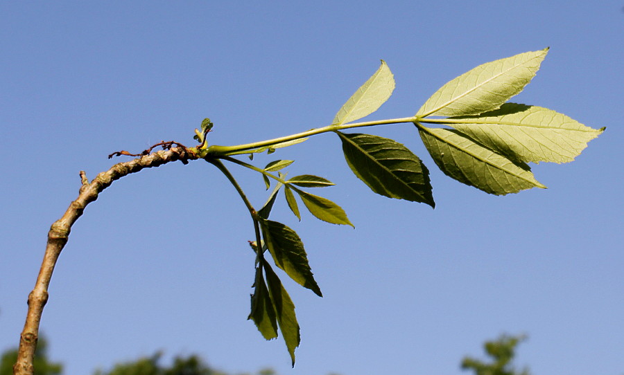 Изображение особи Fraxinus velutina var. coriacea.
