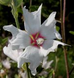 Malva olbia