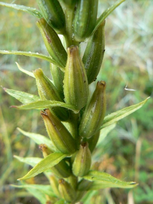 Image of genus Oenothera specimen.