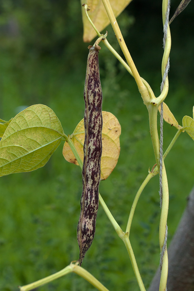 Изображение особи Phaseolus vulgaris.