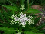 Sambucus ebulus