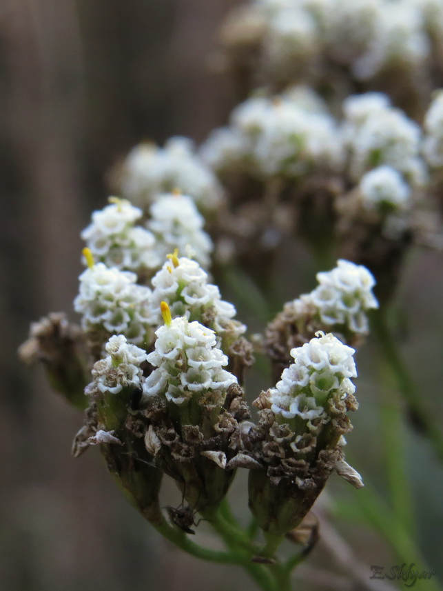 Изображение особи Achillea millefolium.