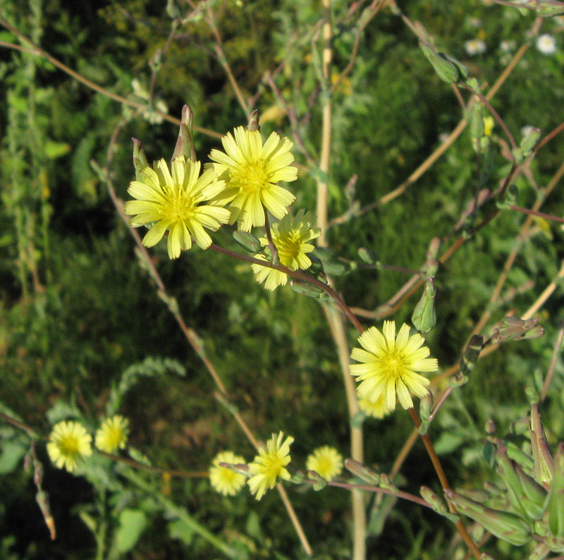 Изображение особи Lactuca serriola.