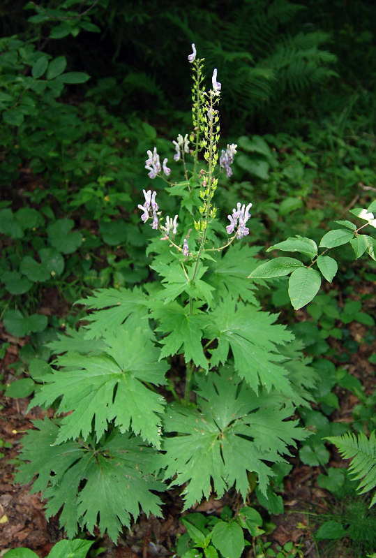 Image of Aconitum septentrionale specimen.