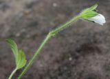 Geranium richardsonii. Лист и раскрывающийся цветок. Германия, г. Крефельд, Ботанический сад. 06.09.2014.