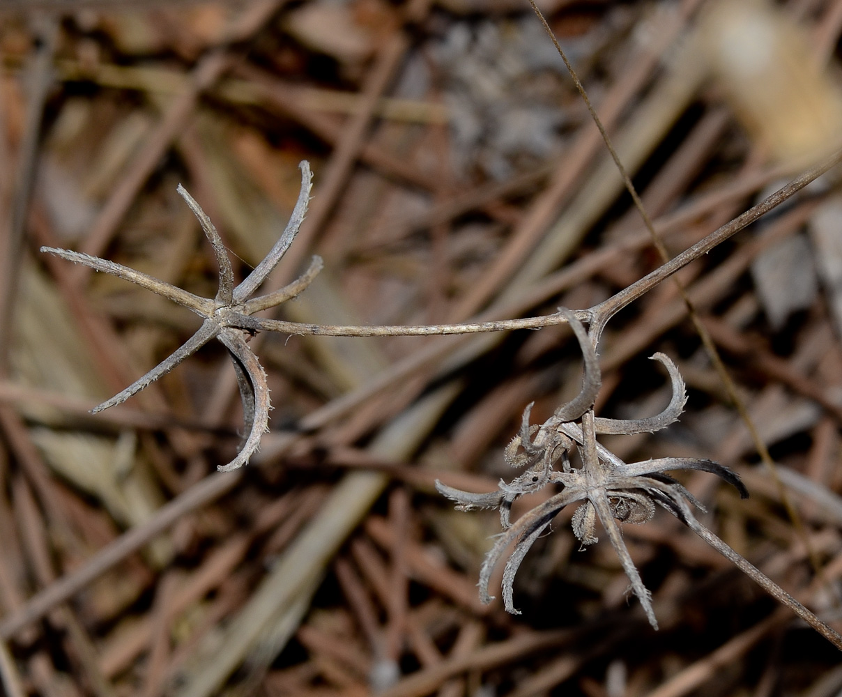 Image of Rhagadiolus edulis specimen.