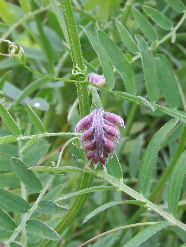 Image of Vicia cracca specimen.