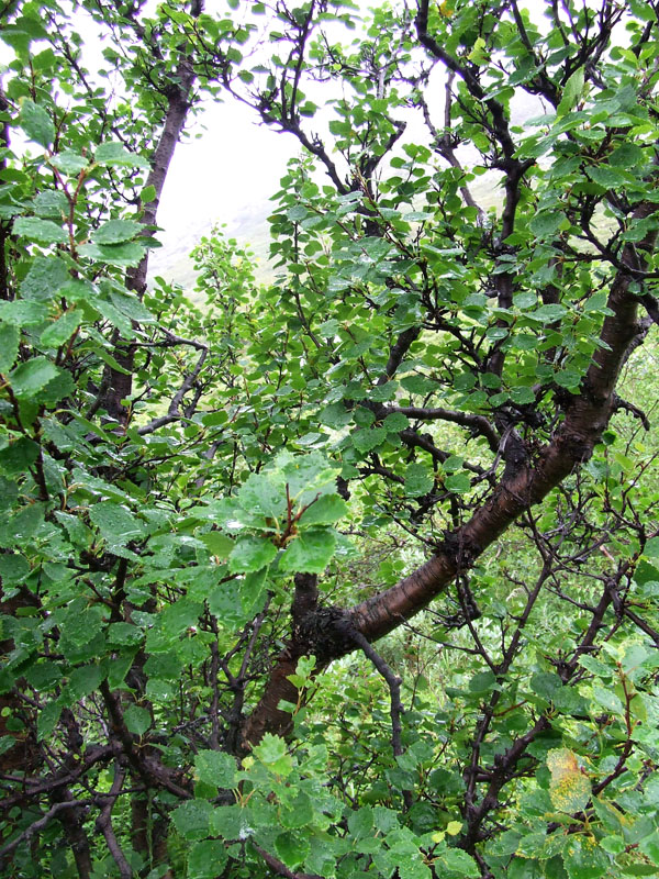 Image of Betula czerepanovii specimen.