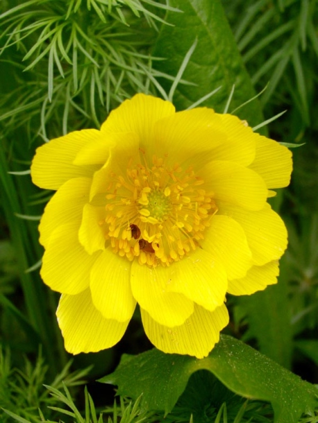 Изображение особи Adonis vernalis.