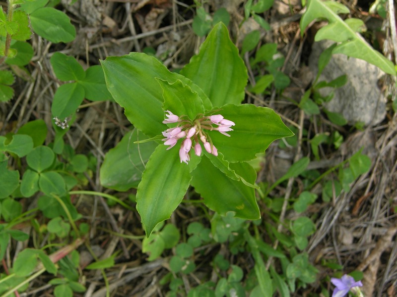 Image of Neolindleya camtschatica specimen.