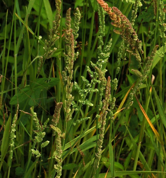 Image of Beckmannia syzigachne specimen.