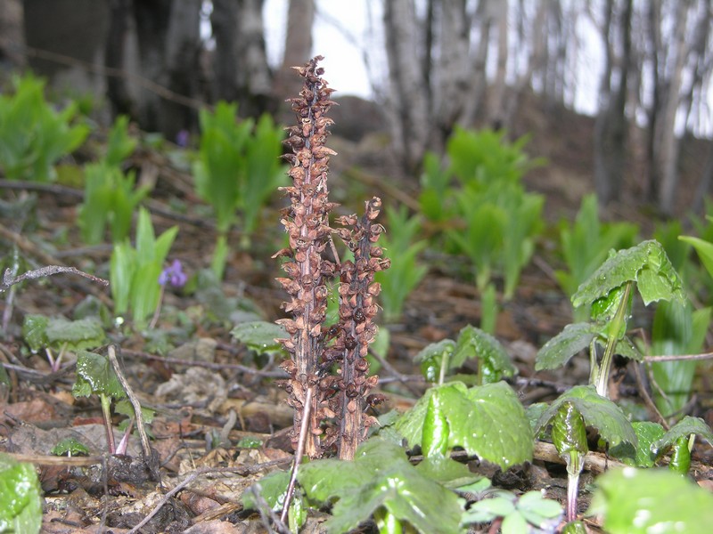 Image of Boschniakia rossica specimen.