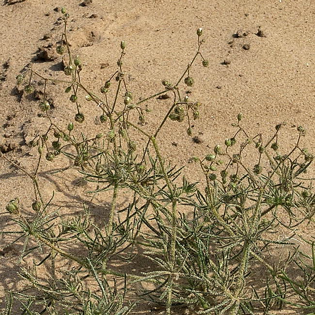 Изображение особи Spergula arvensis.