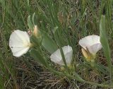 Convolvulus lineatus. Побег с цветами. Волгоградская обл., Ольховский р-н, меловые горы по правому берегу р. Иловля в окр. пос. Александровка. 12.06.2005.