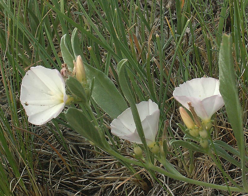 Image of Convolvulus lineatus specimen.