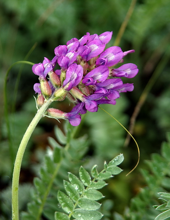 Изображение особи Oxytropis argentata.