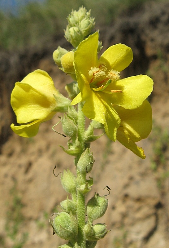 Image of Verbascum phlomoides specimen.