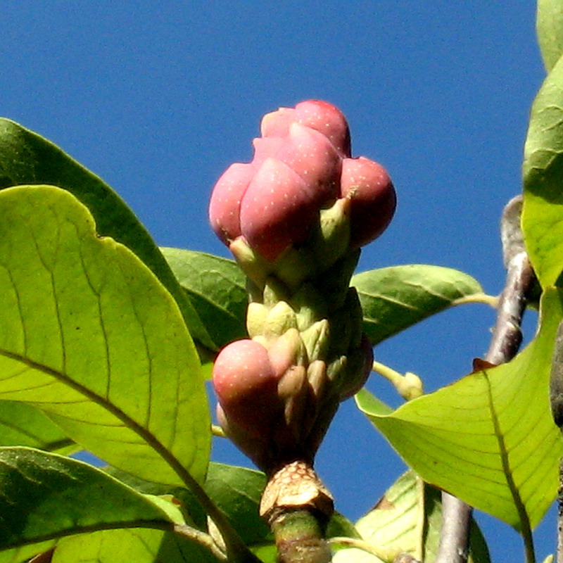 Image of Magnolia &times; soulangeana specimen.