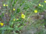 Linum corymbulosum