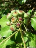 Hedera helix