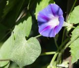 Ipomoea purpurea