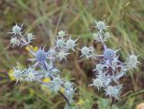 Eryngium planum. Верхушки побегов с соцветиями. Челябинская обл., Кизильский р-н, заповедник Аркаим. 30.06.2015.