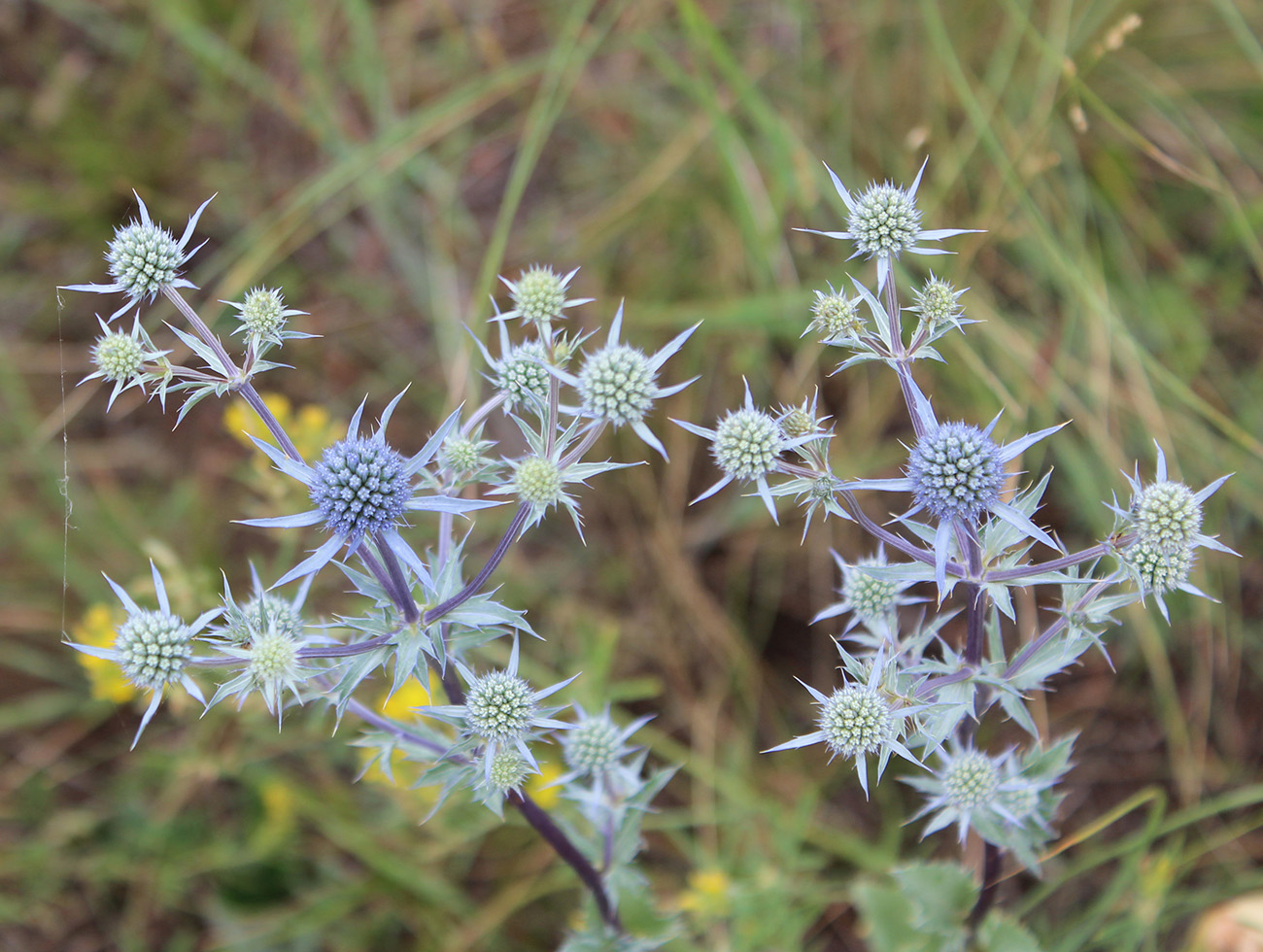 Изображение особи Eryngium planum.