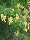 Koelreuteria paniculata