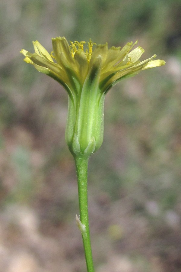 Image of Crepis pulchra specimen.