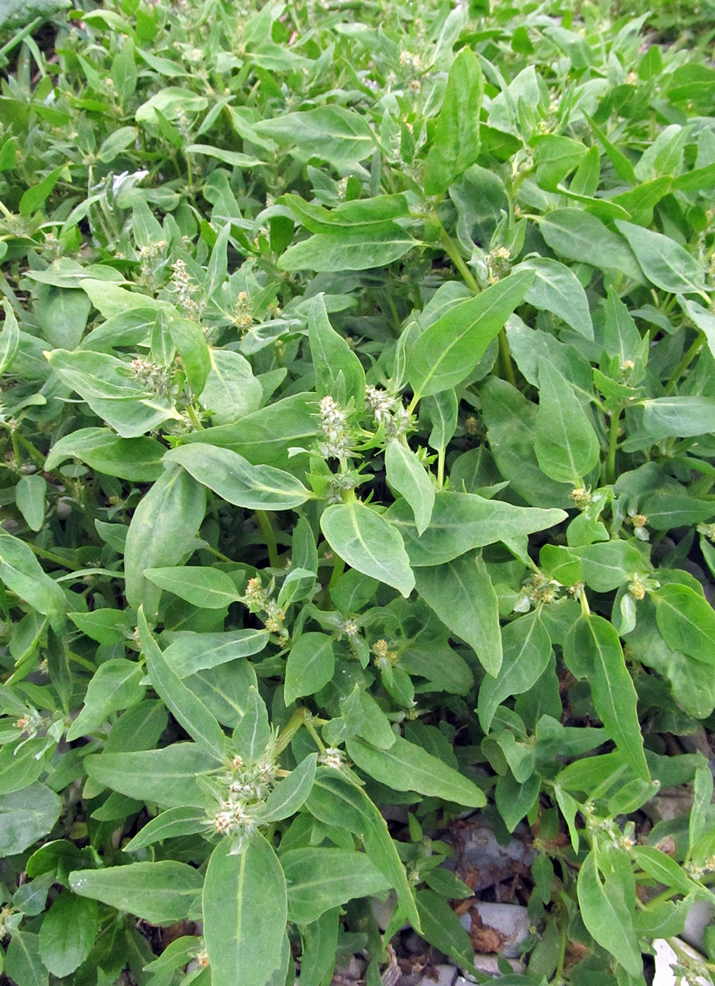 Image of Atriplex gmelinii specimen.