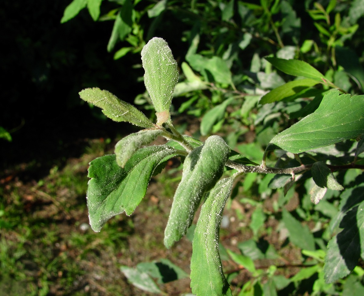 Image of Spiraea chamaedryfolia specimen.