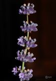 Image of taxon representative. Author is Сергей Наумов