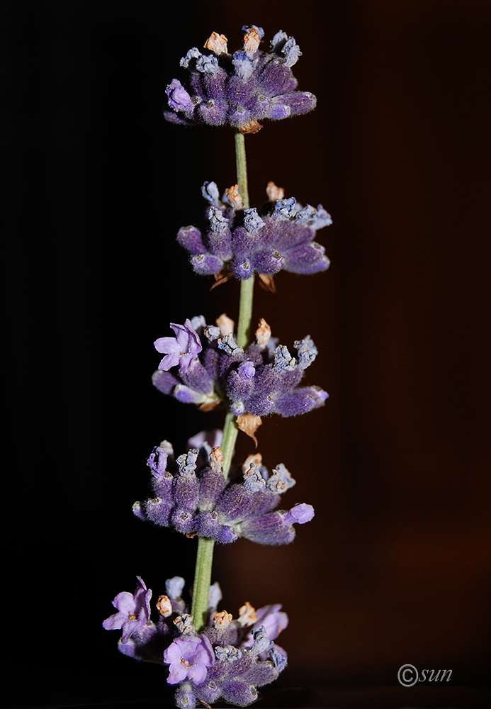 Изображение особи Lavandula angustifolia.