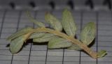 Tribulus macropterus