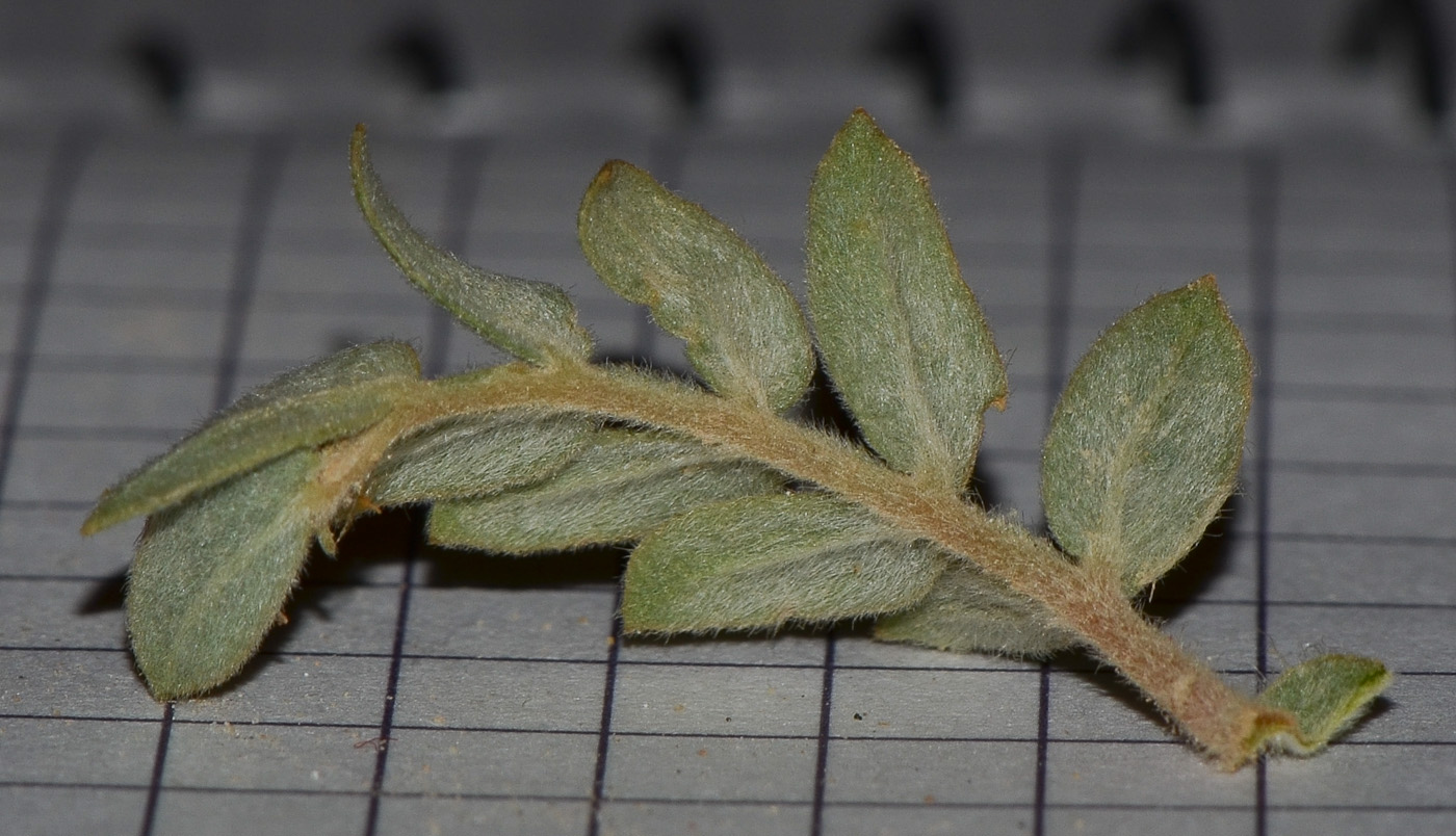 Image of Tribulus macropterus specimen.