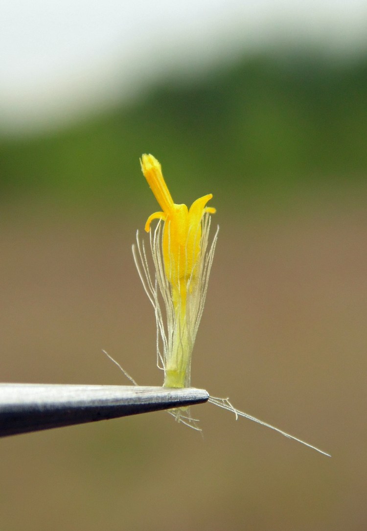 Изображение особи Solidago virgaurea.
