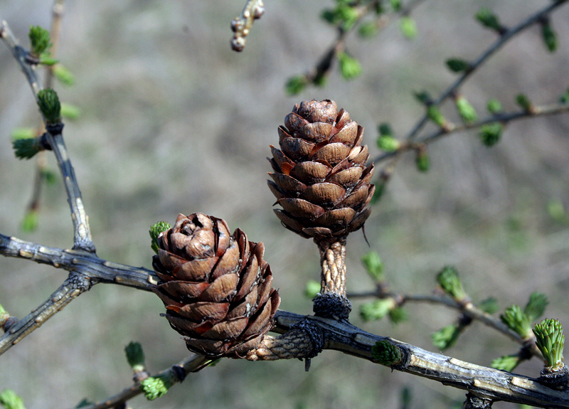 Изображение особи Larix decidua.