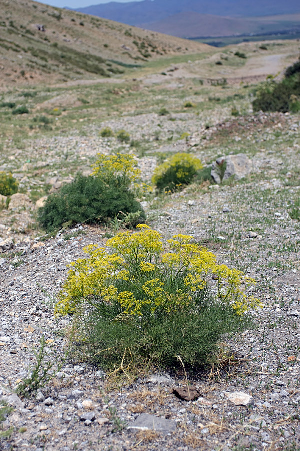 Image of Prangos ornata specimen.