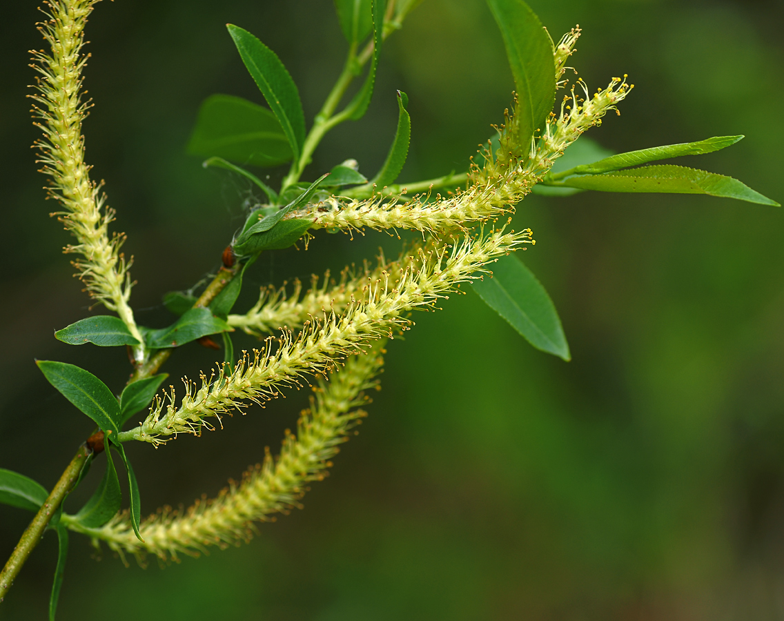 Image of Salix triandra specimen.