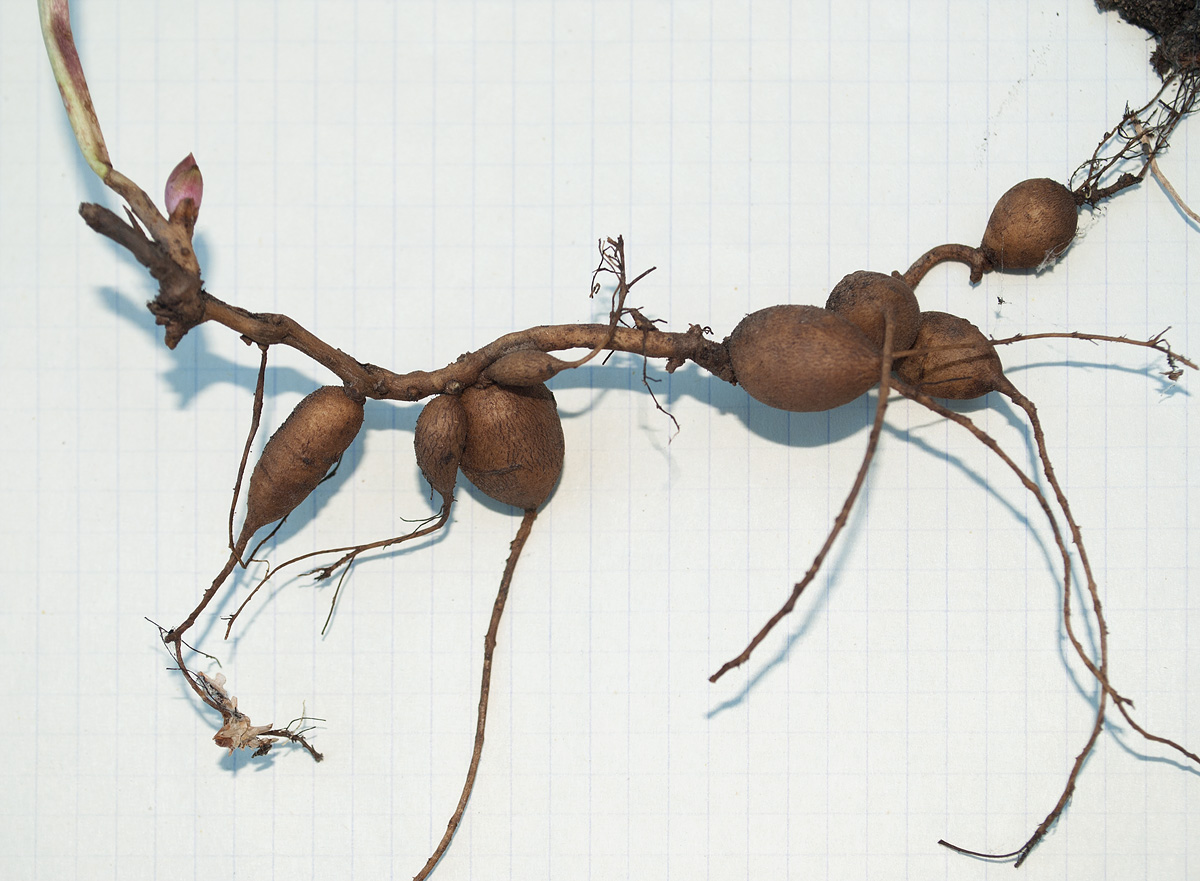 Image of Paeonia hybrida specimen.