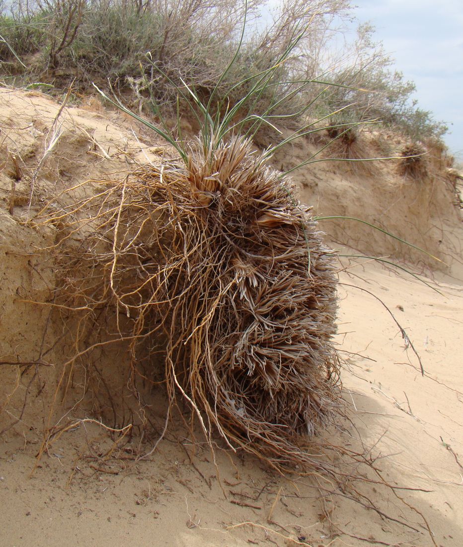 Image of Iris tenuifolia specimen.