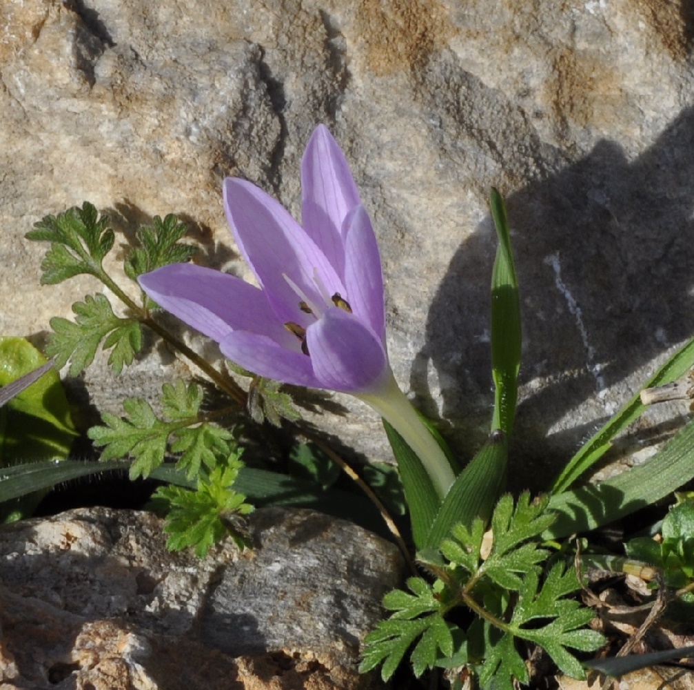 Image of Colchicum doerfleri specimen.